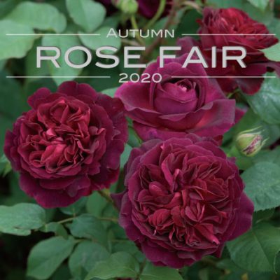 AUTUMN ROSE FAIR10/12(土)~