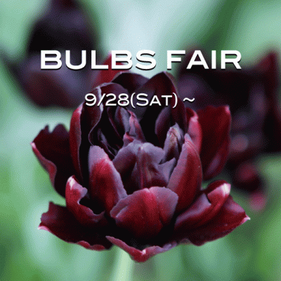 BULB秋植え球根フェア9/28(土)~