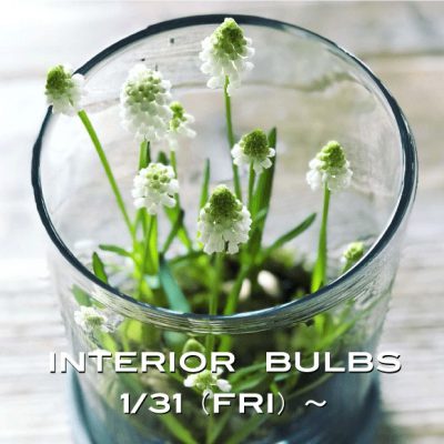 芽出し球根フェア1/31㈮~