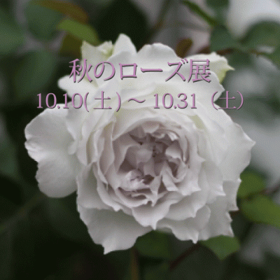 秋のローズ展10/10(土)~