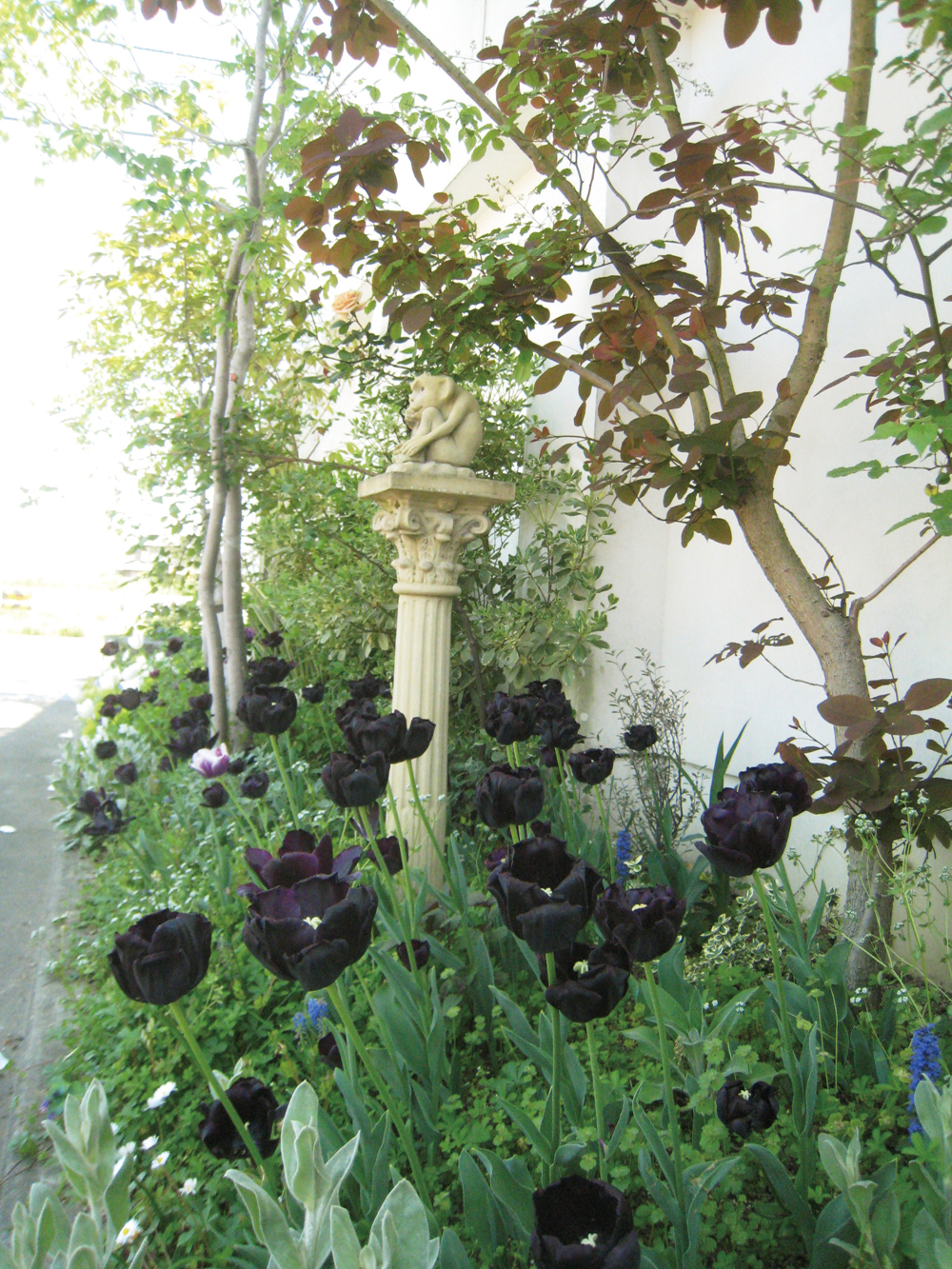 廃盤 CD MONSIEUR CINEMA ジェラール・カルビ 黒いチューリップ ブラックチューリップ歴15年 - GARDENS（ガーデンズ） | 香川県高松市