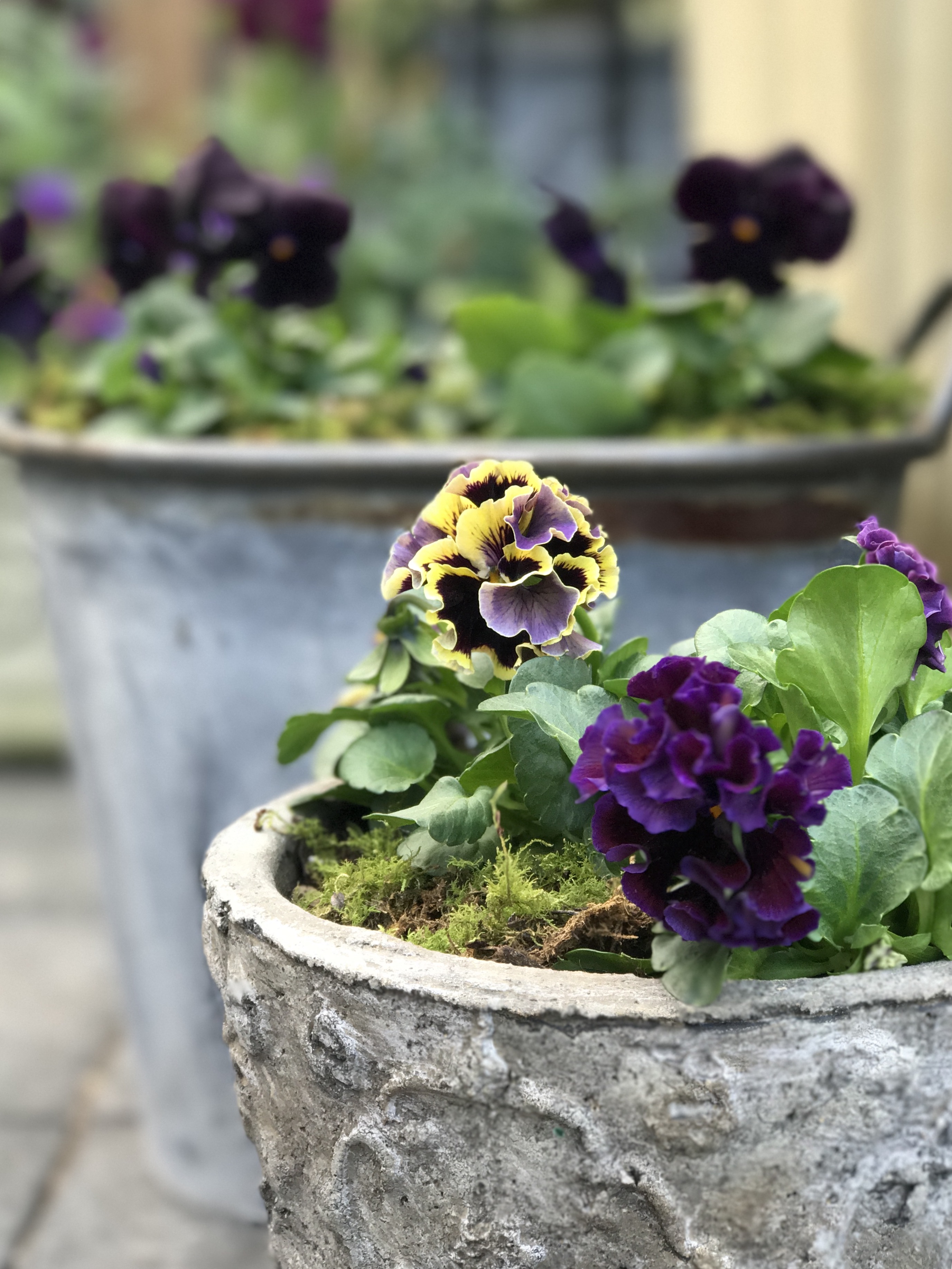 パンジー・ドラキュラ様 - GARDENS（ガーデンズ） | 香川県高松市の