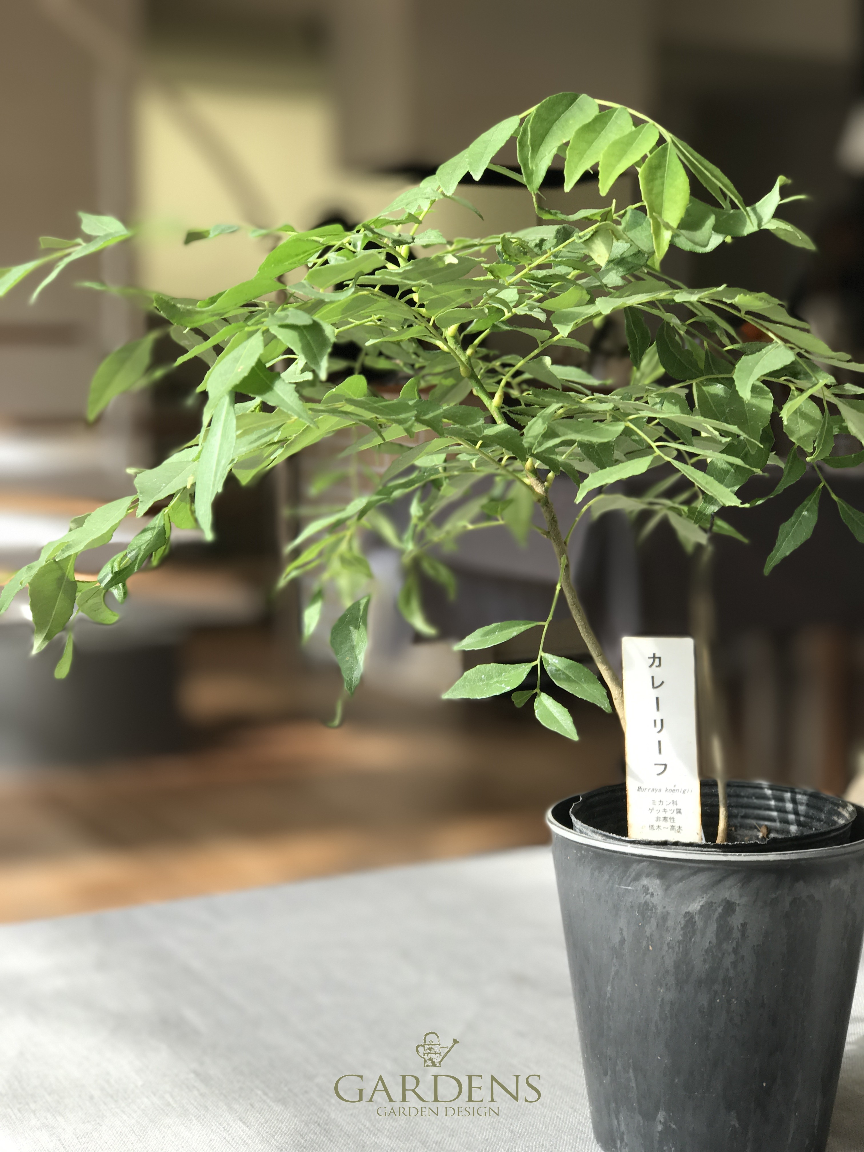 楽天市場】インド料理の香辛料 スパイシーツリー4号鉢植え【別名