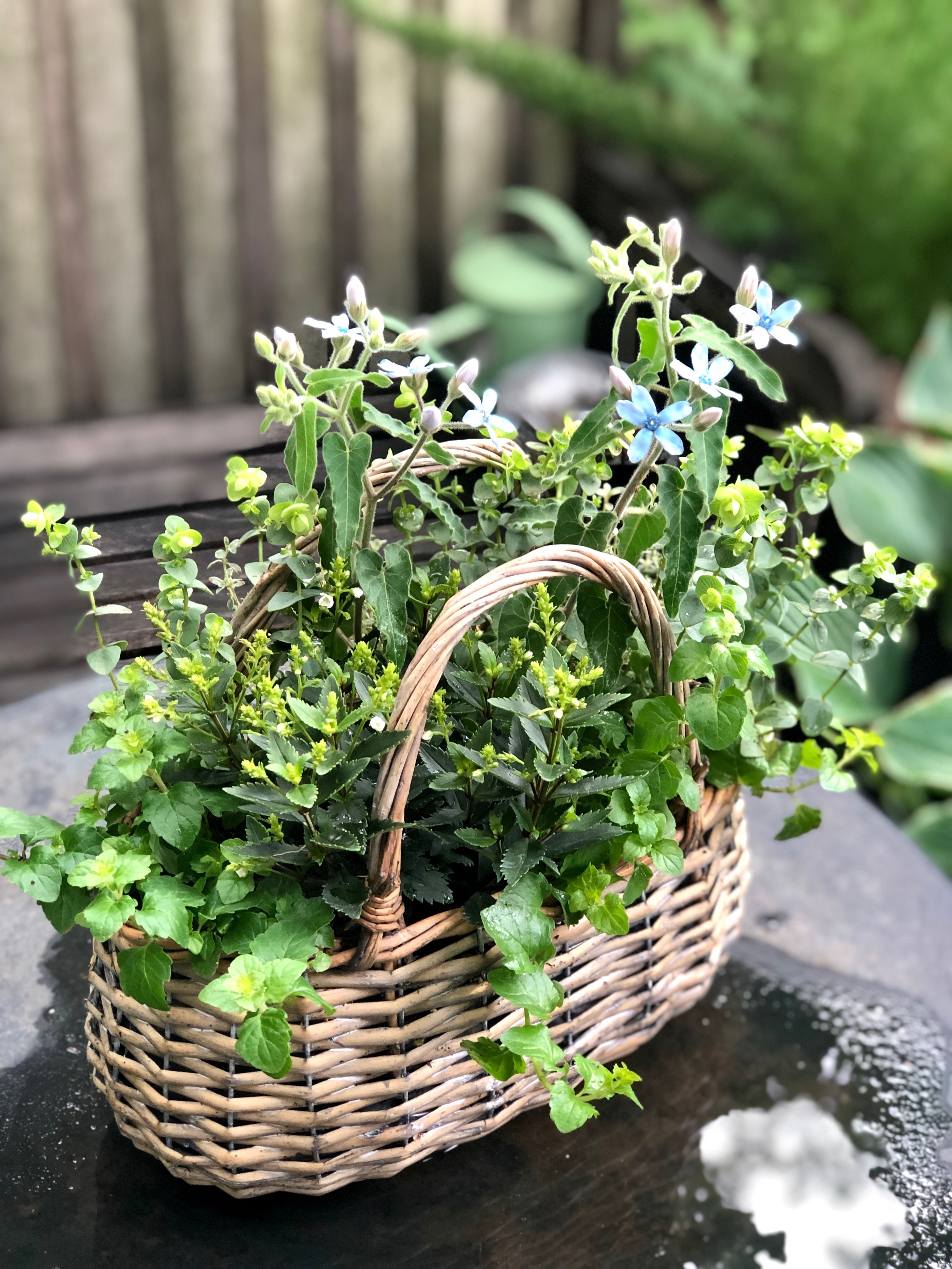 Mint Mint Mint』 - GARDENS（ガーデンズ） | 香川県高松市の造園