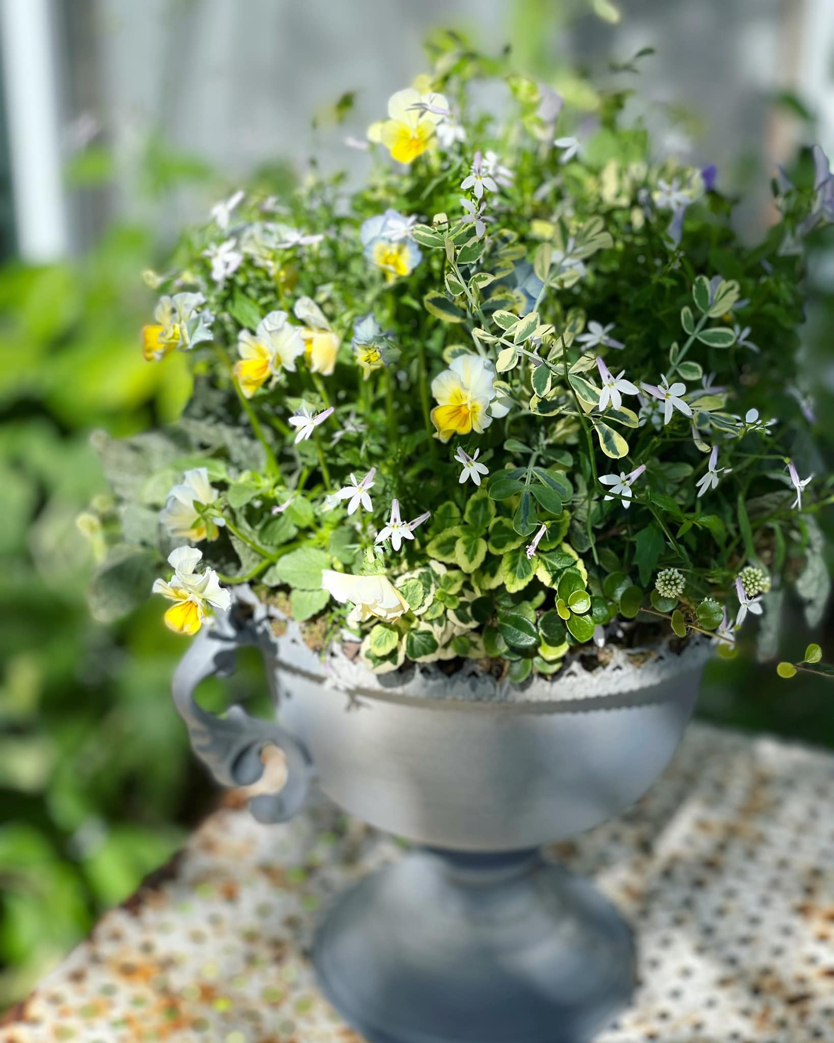 寄せ植え花　のえ様確認ページ FlowerKitchen 季節のお花の寄せ植え 花苗6種 タル型鉢 プランター