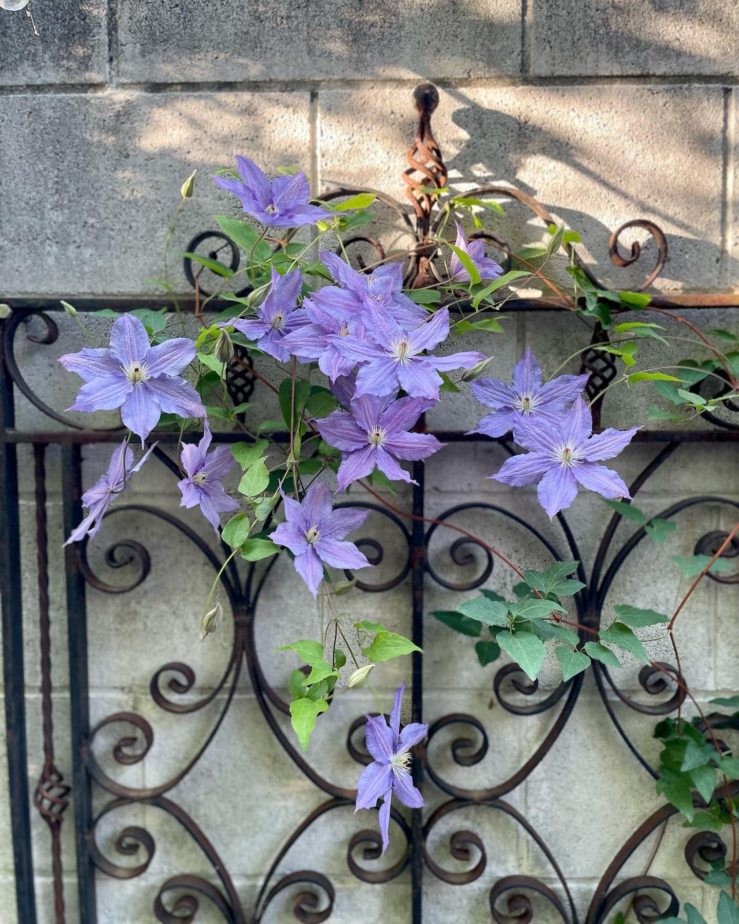 絵のようなクレマチスさん - GARDENS（ガーデンズ） | 香川県高松市の