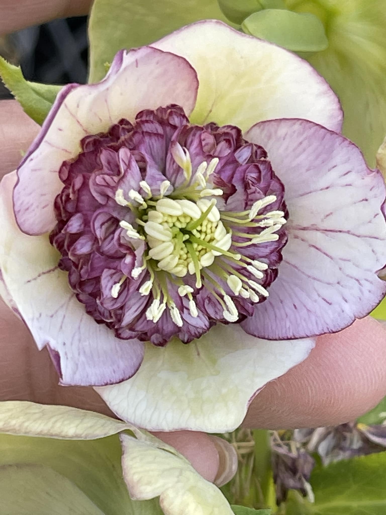 クリスマスローズ展 - GARDENS（ガーデンズ） | 香川県高松市の造園