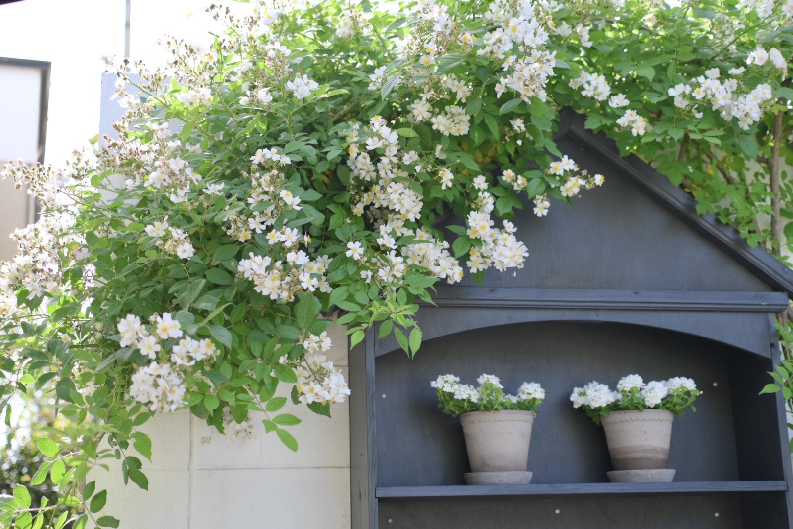 大好きな野バラの季節 - GARDENS（ガーデンズ） | 香川県高松市の造園