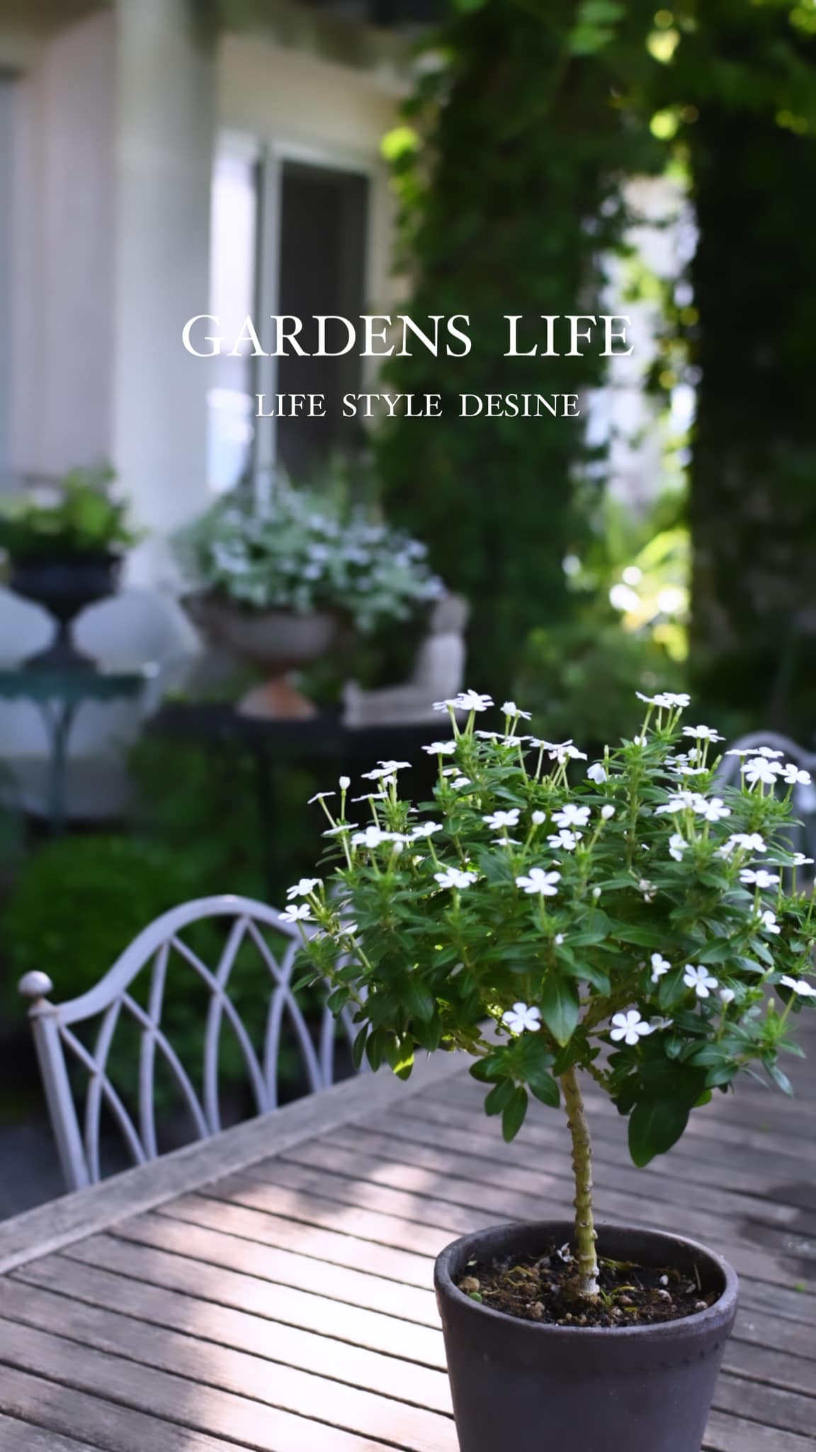 ニチニチ草スタンドランプ b-a-10-c ニチニチ草スタンドランプ b-a-10