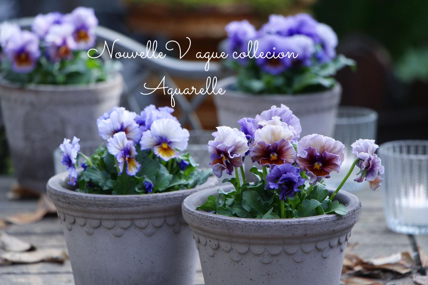 ビオラ - GARDENS（ガーデンズ） | 香川県高松市の造園・エクステリア