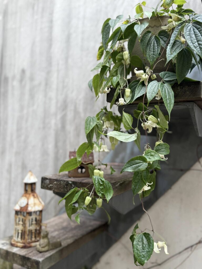 花友フェスタ2024.9.8 - GARDENS(ガーデンズ) | 香川県高松市の造園 花友フェスタ2024.9.8 - GARDENS(ガーデンズ) | 香川県高松市の造園